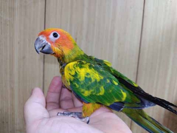 コガネメキシコインコ